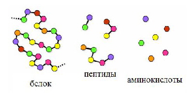 chto_takoe_peptidy_v_kosmetologii